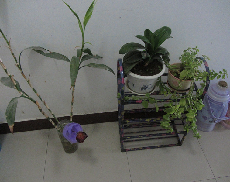 宿舍绿化一带（摄影：王敏）